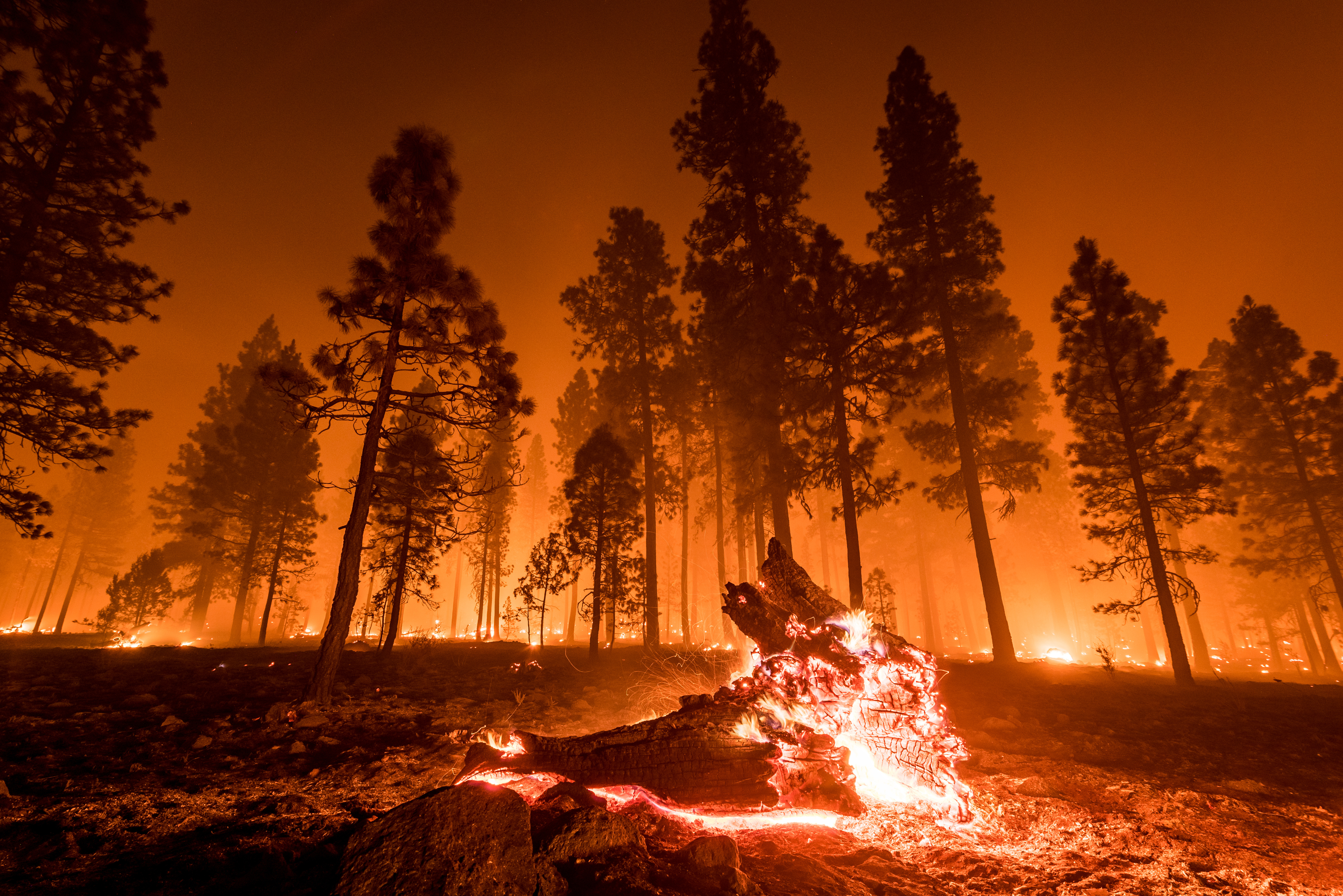 Wildfire